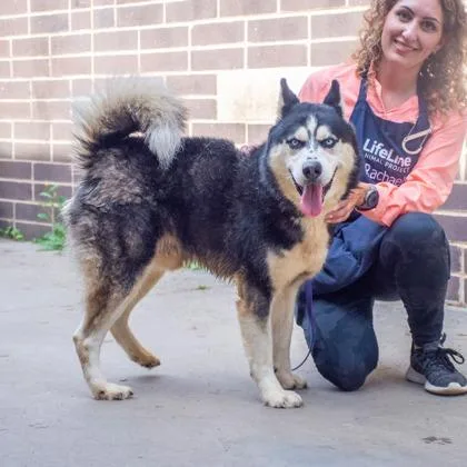 An adult large-sized male Mixed Breed dog named Tobby for adoption in Chamblee, GA