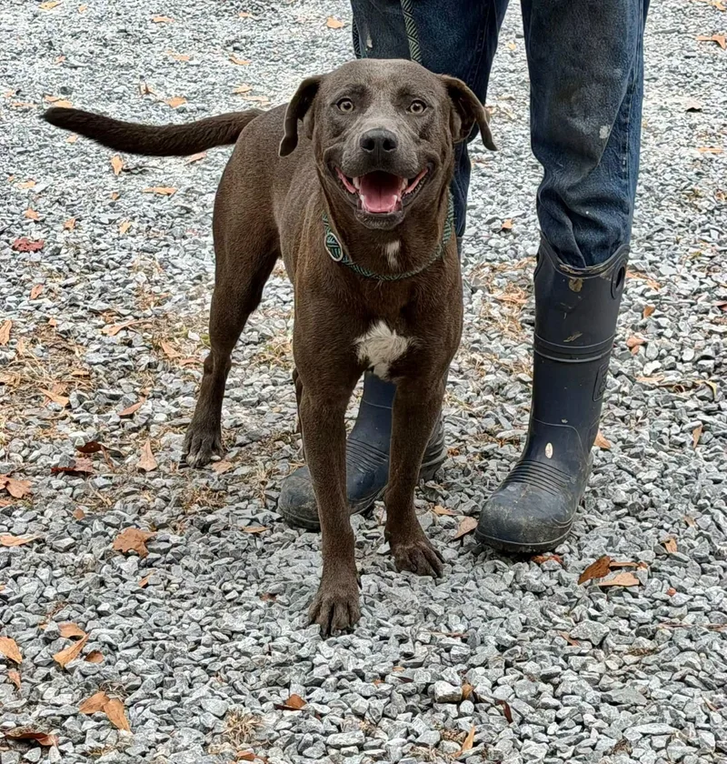 An adult medium-sized male Labrador Retriever dog named Joker for adoption in Elizabethtown, NC