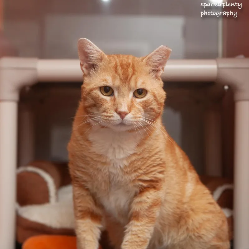 An adult medium-sized male Orange / Red Domestic Short Hair cat named Toulouse for adoption in Ridgefield, CT