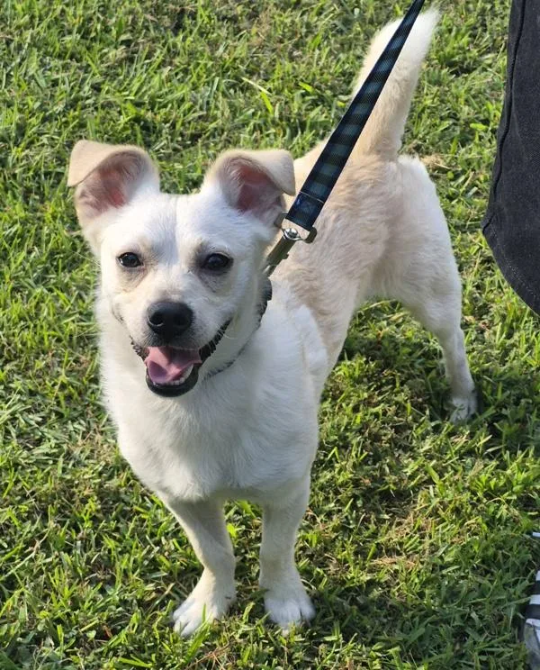 An adult small-sized male Chihuahua dog named Pen c Macho for adoption in Lawrenceville, GA