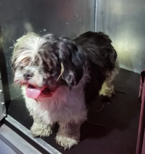An adult small-sized male Shih Tzu dog named Joffrey for adoption in San Antonio, TX