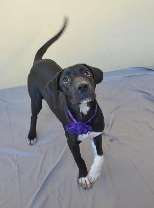 A baby large-sized female Labrador Retriever dog named Maleficent for adoption in McKinney, TX