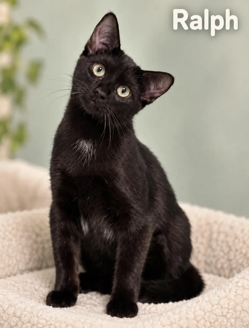 A baby medium-sized male Black Domestic Short Hair cat named Ralph for adoption in Pawleys Island, SC