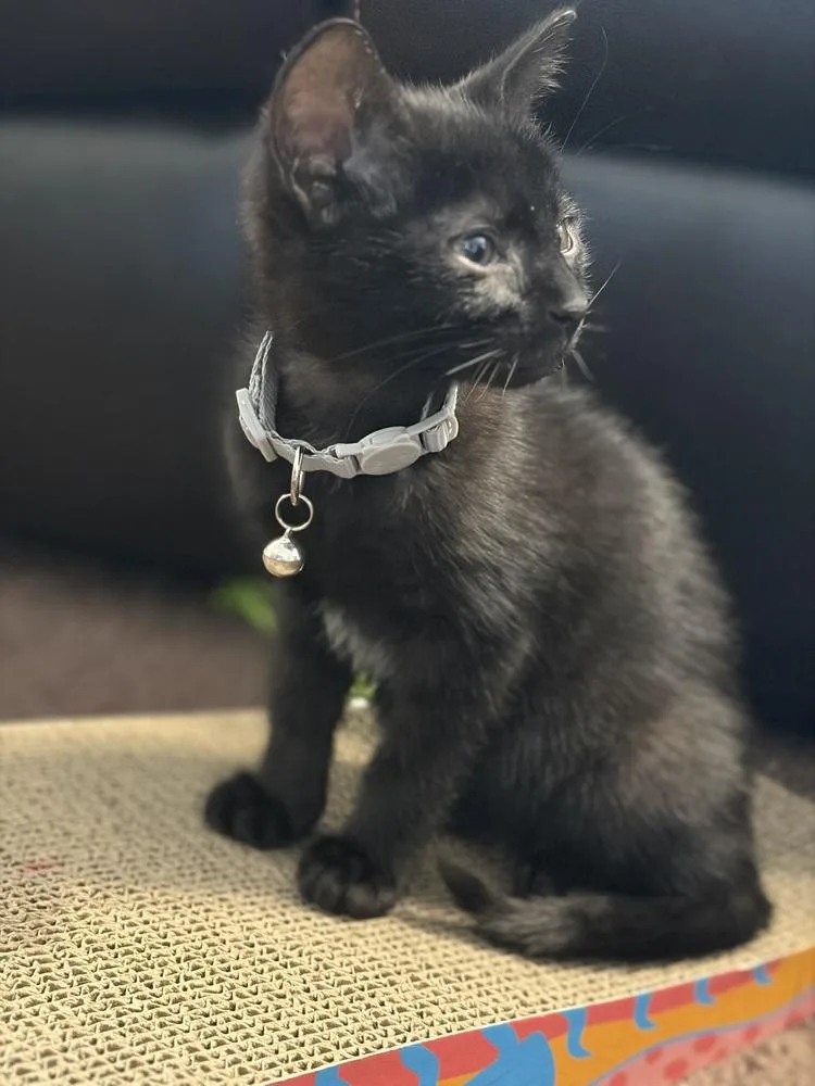 A young small-sized male Black Domestic Short Hair cat named Pepper for adoption in Wheaton, IL