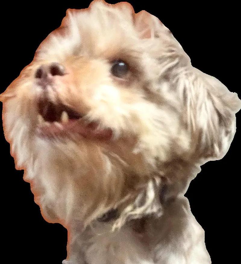 An adult small-sized male Tricolor (Brown, Black, & White) Shih Tzu dog named Rookie for adoption in Phoenix, AZ