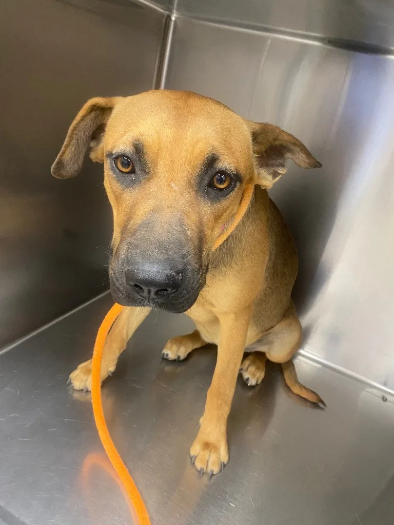 A young medium-sized female Mastiff dog named Silvie for adoption in El Paso, TX