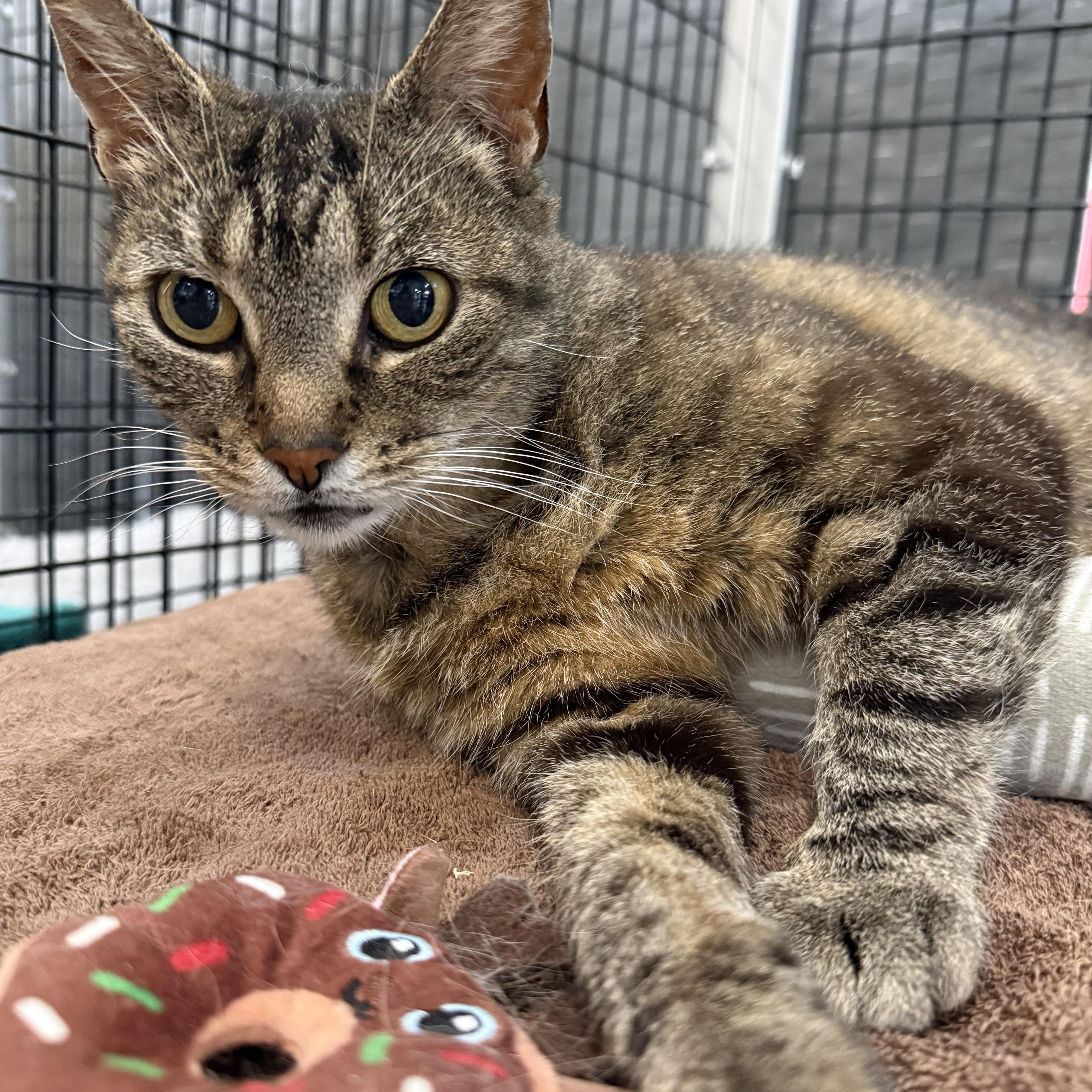 A young medium-sized female Domestic Short Hair cat named Lucy for adoption in Plymouth, MA