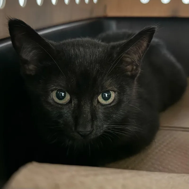 A baby small-sized female Domestic Short Hair cat named Magic for adoption in Ewing, NJ