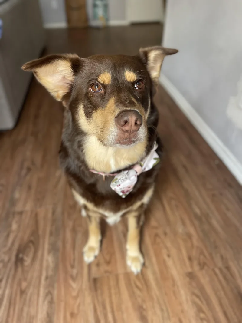 A young medium-sized female Australian Kelpie dog named Nutella for adoption in Spring, TX