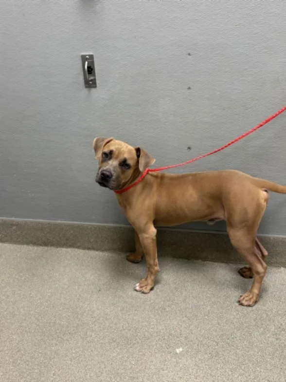 A young large-sized male Pit Bull Terrier dog named Rams for adoption in Las Vegas, NV
