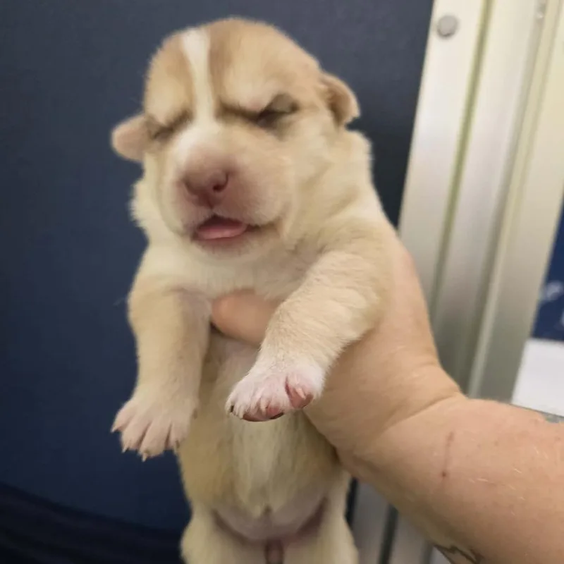 A baby small-sized female Yellow / Tan / Blond / Fawn Husky dog named Dogwood for adoption in Newport, TN