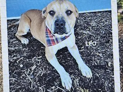 An adult medium-sized male Mixed Breed dog named Leo for adoption in Cincinnati, OH