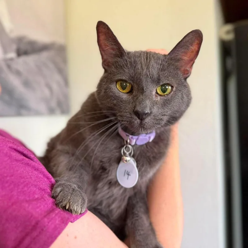A senior large-sized female Gray / Blue / Silver Domestic Short Hair cat named Jazzy for adoption in Ramona, CA