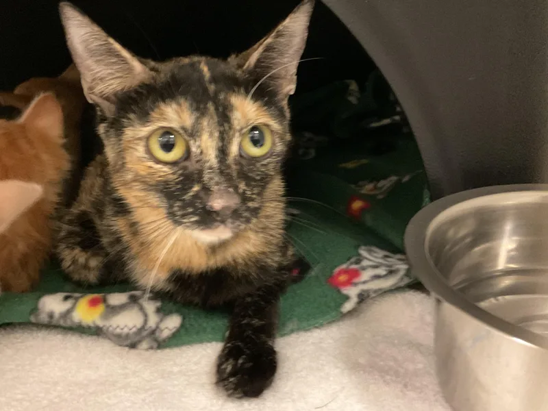An adult large-sized female Domestic Short Hair cat named Xena for adoption in Ontario, CA
