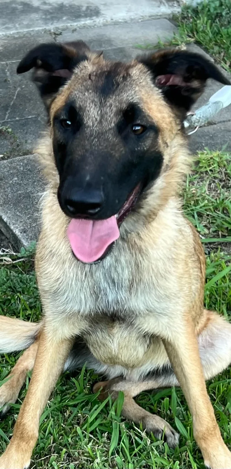 A young large-sized male German Shepherd Dog dog named Crosby for adoption in Greeneville , TN