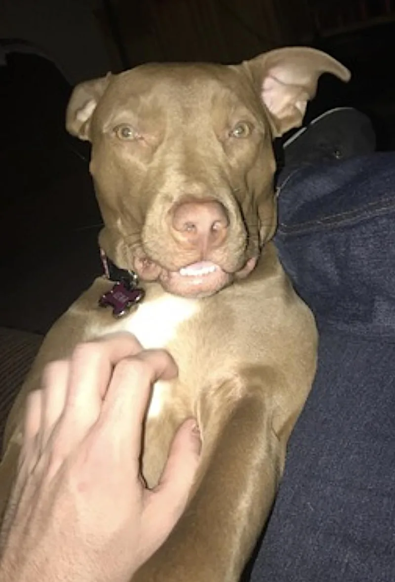 An adult medium-sized female White / Cream Pit Bull Terrier dog named Lena for adoption in Amherst, MA