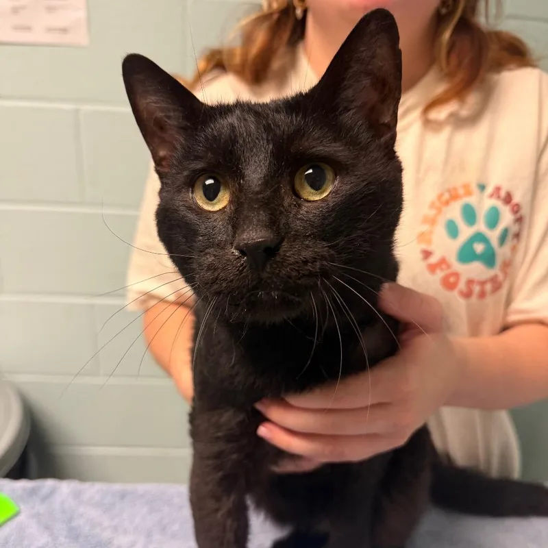 An adult large-sized male Domestic Short Hair cat named KitKat for adoption in Fredericksburg, VA