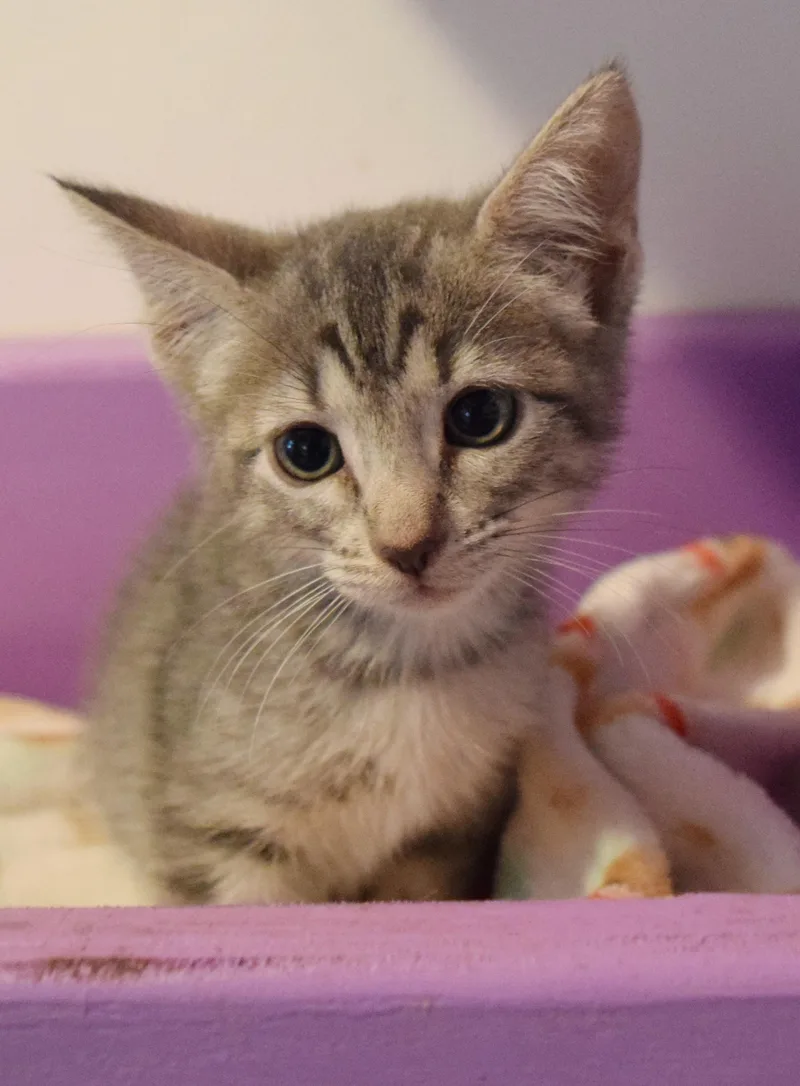 A baby medium-sized female Tabby (Gray / Blue / Silver) Domestic Short Hair cat named Stevie for adoption in Bulverde, TX