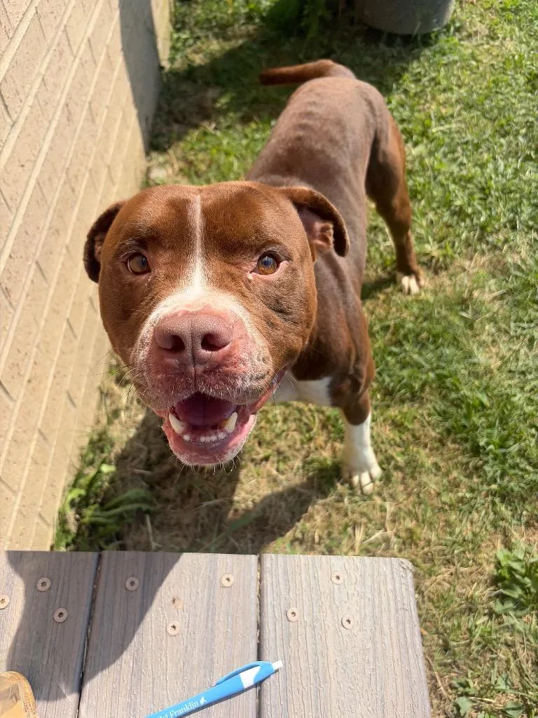 A young large-sized male Mixed Breed dog named Buster for adoption in Gallatin, TN