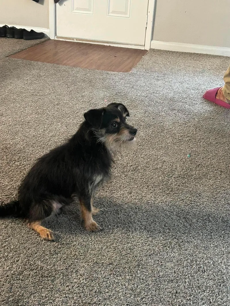 Rico