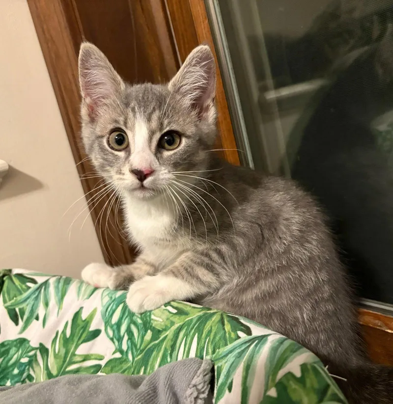 A young medium-sized female Domestic Short Hair cat named Whitney for adoption in Lancaster, PA