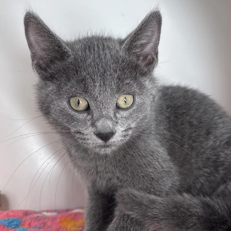 A baby small-sized male Domestic Short Hair cat named Shrek for adoption in Naperville, IL