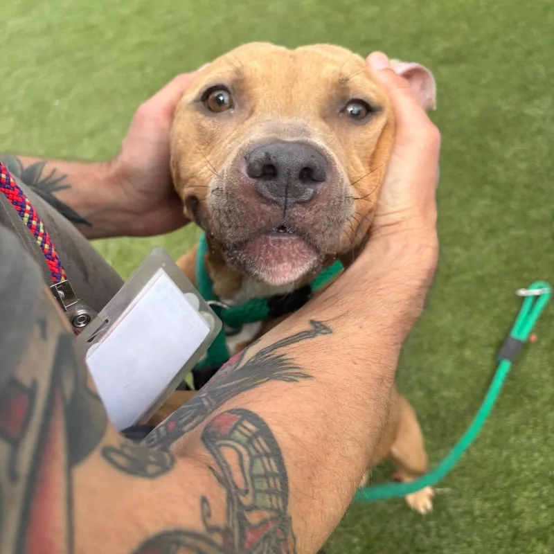 An adult medium-sized male Yellow / Tan / Blond / Fawn Mixed Breed dog named Chapman for adoption in Philadelphia, PA