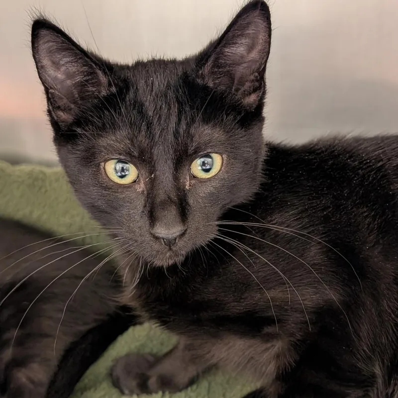 A baby small-sized male Black Domestic Short Hair cat named Robona for adoption in Sonoma, CA