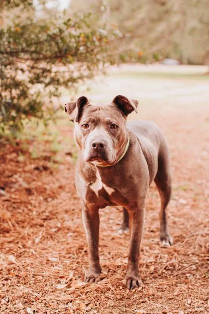 An adult large-sized female American Staffordshire Terrier dog named a Dutchess for adoption in North Charleston, SC