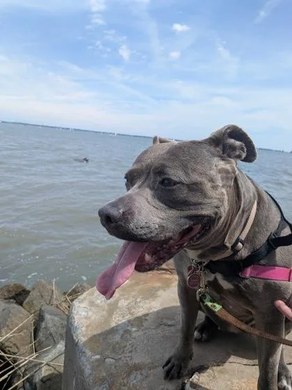 a Dutchess thumbnail 2