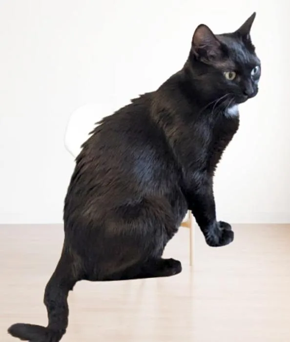 A young medium-sized female Black Domestic Short Hair cat named Sable for adoption in Sequim, WA