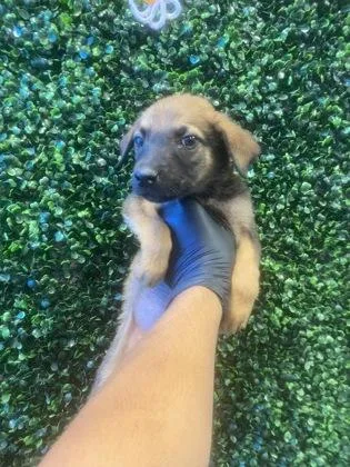 A baby small-sized male Apricot / Beige Mixed Breed dog named Ottie for adoption in El Paso, TX