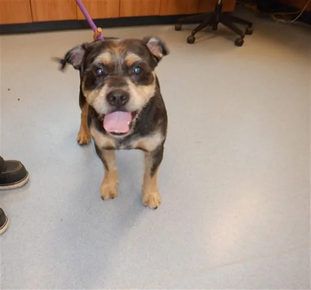 An adult large-sized male Pit Bull Terrier dog named Puffle for adoption in San Jose, CA