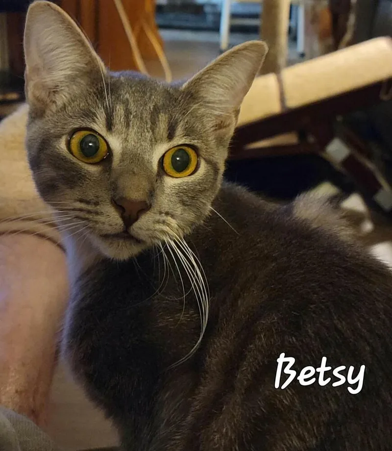 A baby medium-sized female Domestic Short Hair cat named Betsy for adoption in Calimesa, CA