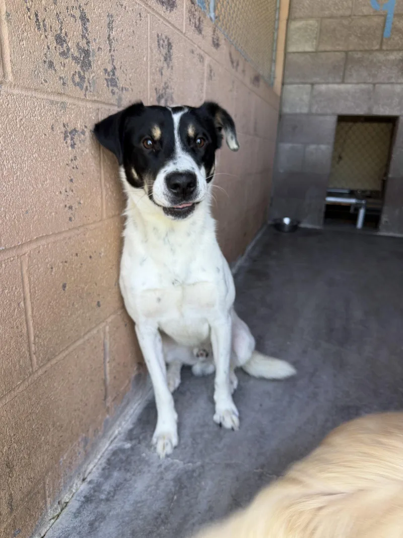 A young large-sized male Border Collie dog named Edmond for adoption in Las Vegas, NM