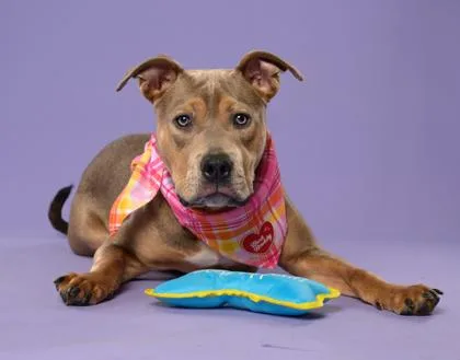 An adult medium-sized male Mixed Breed dog named Chet for adoption in Atlanta, GA