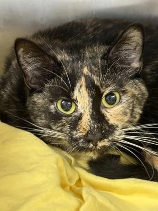 An adult small-sized female Domestic Short Hair cat named Beeda for adoption in West Chester, PA