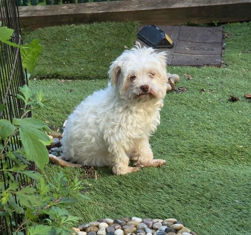 An adult small-sized female Havanese dog named Havana for adoption in Havertown, PA