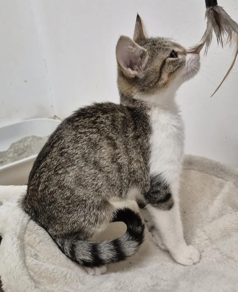A baby small-sized female Domestic Short Hair cat named Miley for adoption in South Bend, IN
