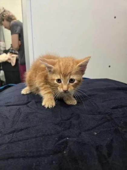 An adult small-sized male Domestic Short Hair cat named Spider on the Wall for adoption in Spruce Pine, NC