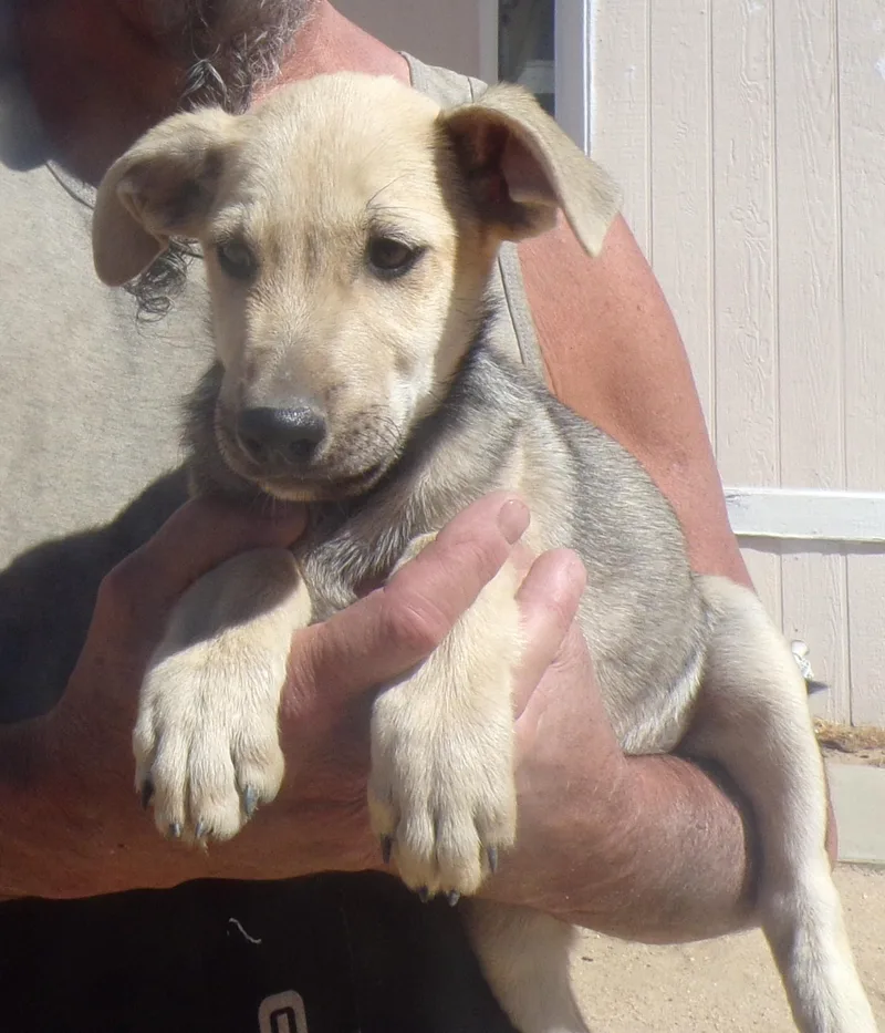 A baby large-sized male Yellow / Tan / Blond / Fawn Labrador Retriever dog named Henry for adoption in Corona, CA