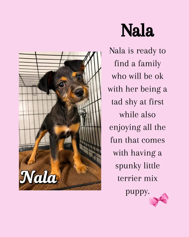 Nala Snuggles thumbnail 2