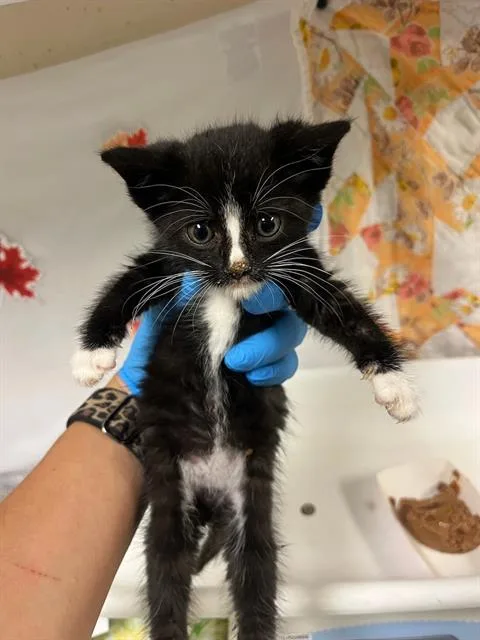 A young small-sized male Domestic Short Hair cat named Grim for adoption in Riverside, CA