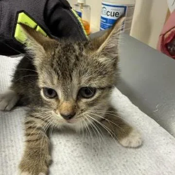A baby small-sized male Gray / Blue / Silver Domestic Short Hair cat named Fig for adoption in West Palm Beach, FL