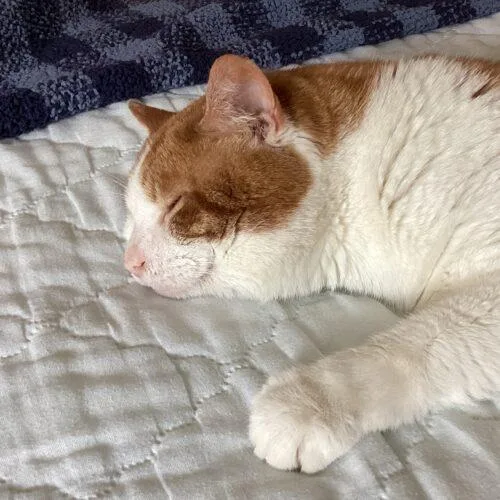 A young medium-sized male Domestic Short Hair cat named Julius for adoption in Canal Winchester, OH