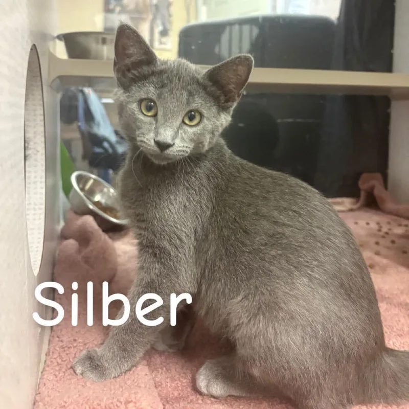 A baby small-sized female Gray / Blue / Silver Domestic Short Hair cat named Silber for adoption in Buffalo, MN
