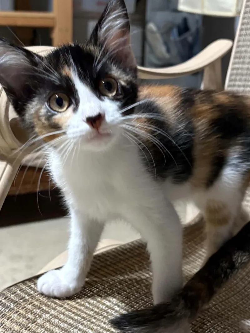 A baby medium-sized female Calico Domestic Short Hair cat named Elsa for adoption in Herculaneum, MO