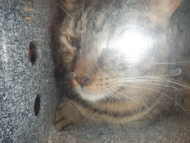 An adult small-sized male Domestic Short Hair cat named Sepurrus for adoption in San Jose, CA