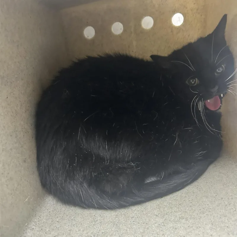 An adult large-sized female Black Domestic Short Hair cat named Midnight Rose for adoption in Philadelphia, PA