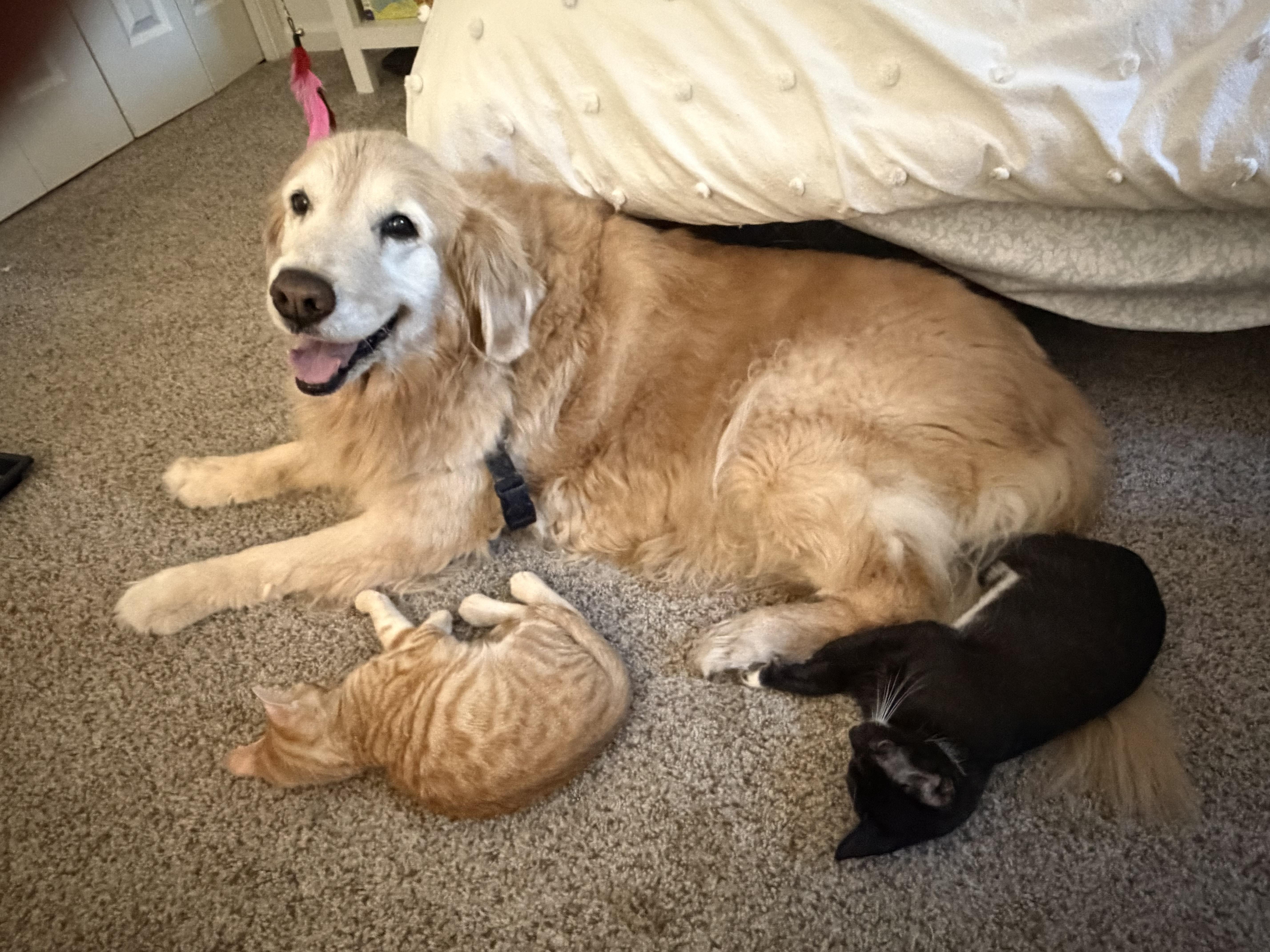 Pepper thumbnail 2